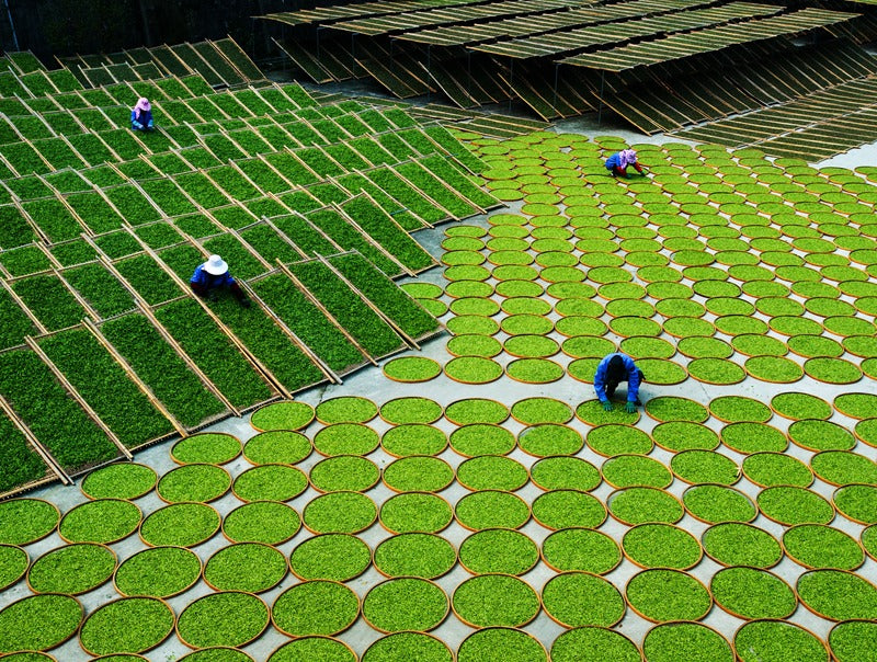 Long Jing (Dragon Well)
